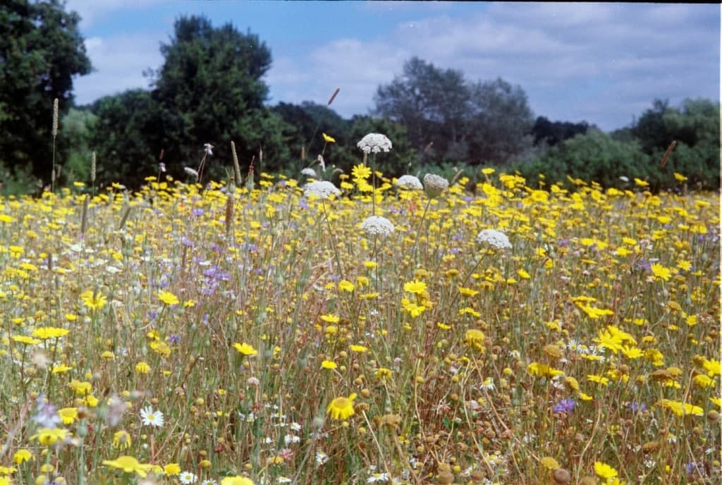 Breathe Easy: Natural Remedies for Seasonal Allergies